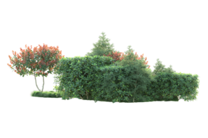 Tropical forest isolated on transparent background. 3d rendering - illustration png