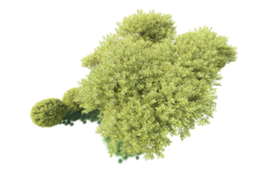 Tropical forest isolated on transparent background. 3d rendering - illustration png