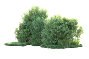 tropisch Wald isoliert auf transparent Hintergrund. 3d Rendern - - Illustration png