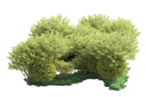 Tropical forest isolated on transparent background. 3d rendering - illustration png