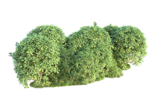 Tropical forest isolated on transparent background. 3d rendering - illustration png