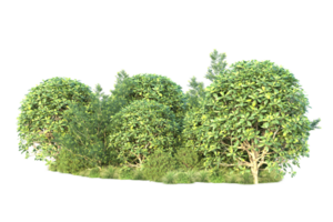 Tropical forest isolated on transparent background. 3d rendering - illustration png