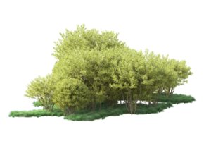 Tropical forest isolated on transparent background. 3d rendering - illustration png