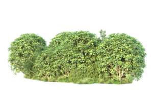 tropical floresta isolado em transparente fundo. 3d Renderização - ilustração png