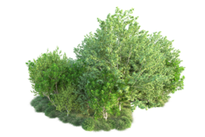 Tropical forest isolated on transparent background. 3d rendering - illustration png