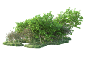 Tropical forest isolated on transparent background. 3d rendering - illustration png