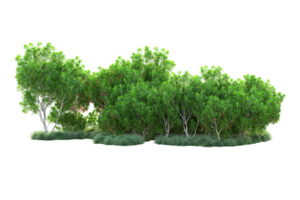 Tropical forest isolated on transparent background. 3d rendering - illustration png