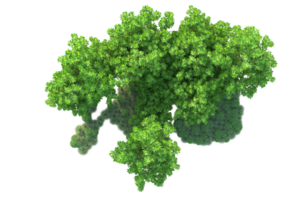 Tropical forest isolated on transparent background. 3d rendering - illustration png