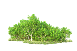 Tropical forest isolated on transparent background. 3d rendering - illustration png