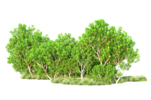 Tropical forest isolated on transparent background. 3d rendering - illustration png