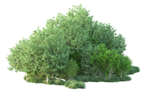 tropical forêt isolé sur transparent Contexte. 3d le rendu - illustration png