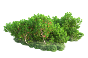 tropical forêt isolé sur transparent Contexte. 3d le rendu - illustration png