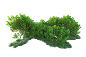 tropical floresta isolado em transparente fundo. 3d Renderização - ilustração png