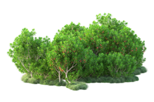 Tropical forest isolated on transparent background. 3d rendering - illustration png