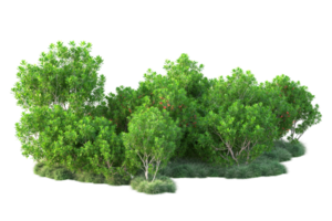 Tropical forest isolated on transparent background. 3d rendering - illustration png