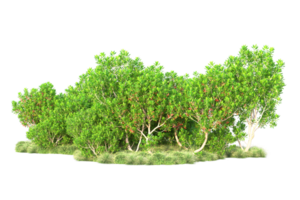 Tropical forest isolated on transparent background. 3d rendering - illustration png