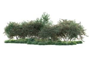 Tropical forest isolated on transparent background. 3d rendering - illustration png