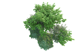 tropisch Wald isoliert auf transparent Hintergrund. 3d Rendern - - Illustration png