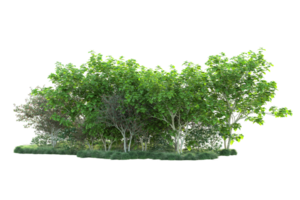 Tropical forest isolated on transparent background. 3d rendering - illustration png