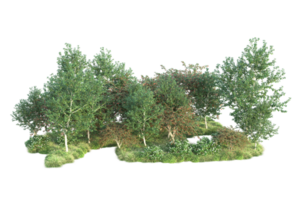 tropisch Wald isoliert auf transparent Hintergrund. 3d Rendern - - Illustration png