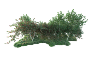 Tropical forest isolated on transparent background. 3d rendering - illustration png