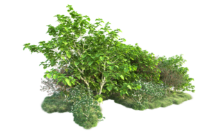 Tropical forest isolated on transparent background. 3d rendering - illustration png