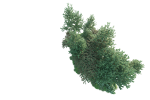 Tropical forest isolated on transparent background. 3d rendering - illustration png