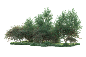 tropical forêt isolé sur transparent Contexte. 3d le rendu - illustration png