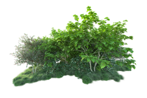 Tropical forest isolated on transparent background. 3d rendering - illustration png