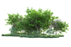 Tropical forest isolated on transparent background. 3d rendering - illustration png