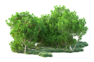 Tropical forest isolated on transparent background. 3d rendering - illustration png