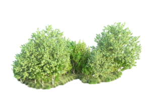 Tropical forest isolated on transparent background. 3d rendering - illustration png