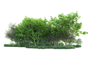 Tropical forest isolated on transparent background. 3d rendering - illustration png