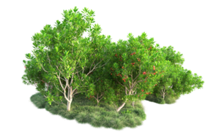 Tropical forest isolated on transparent background. 3d rendering - illustration png