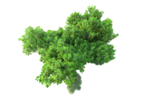 Tropical forest isolated on transparent background. 3d rendering - illustration png