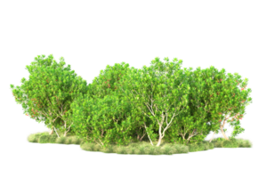 Tropical forest isolated on transparent background. 3d rendering - illustration png