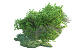 tropisch Wald isoliert auf transparent Hintergrund. 3d Rendern - - Illustration png