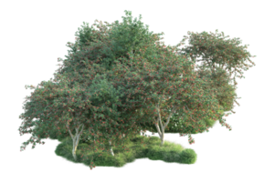 tropisch Wald isoliert auf transparent Hintergrund. 3d Rendern - - Illustration png