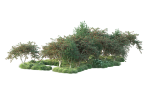 Tropical forest isolated on transparent background. 3d rendering - illustration png