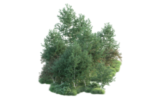 tropisk skog isolerat på transparent bakgrund. 3d tolkning - illustration png