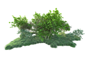 Tropical forest isolated on transparent background. 3d rendering - illustration png