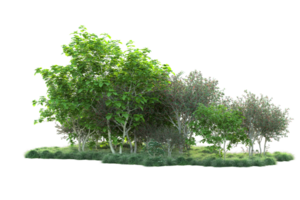 Tropical forest isolated on transparent background. 3d rendering - illustration png