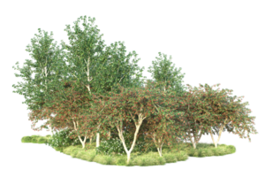 tropisch Wald isoliert auf transparent Hintergrund. 3d Rendern - - Illustration png