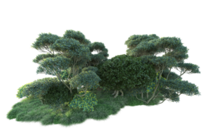 Tropical forest isolated on transparent background. 3d rendering - illustration png