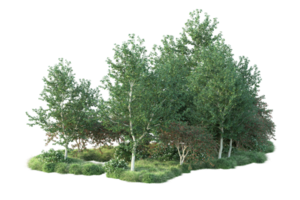 tropisch Wald isoliert auf transparent Hintergrund. 3d Rendern - - Illustration png