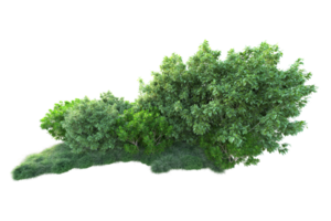 Tropical forest isolated on transparent background. 3d rendering - illustration png