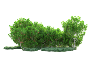 Tropical forest isolated on transparent background. 3d rendering - illustration png