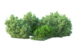 Tropical forest isolated on transparent background. 3d rendering - illustration png