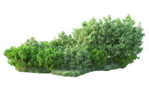 Tropical forest isolated on transparent background. 3d rendering - illustration png