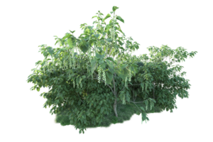 tropisk skog isolerat på transparent bakgrund. 3d tolkning - illustration png